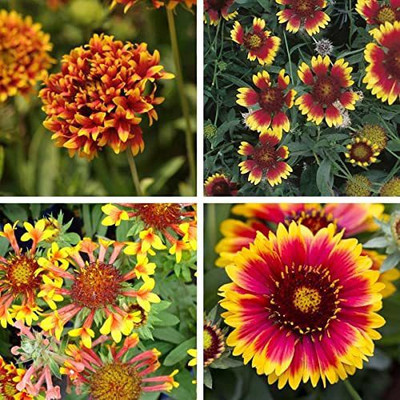 KANAYA Gaillardia Double Beautiful Flower Seed(33 per packet)