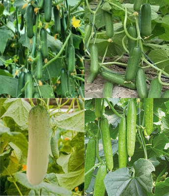 ibains Best cucumber seed Kakari sosa seeds beej 64 Seed(64 per packet)
