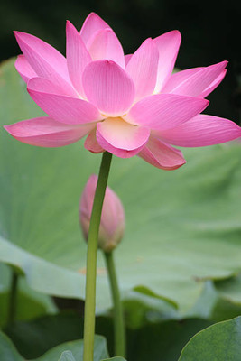 DROXTY lotus,kamal gatta Seed(14 per packet)