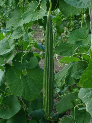 Aywal Dhari Tori Seed(950 per packet)
