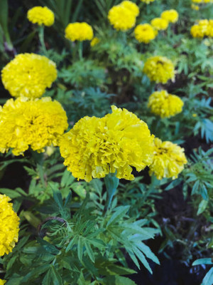 LiveNature marigold/gende ka phool flower seeds Seed(75 per packet)