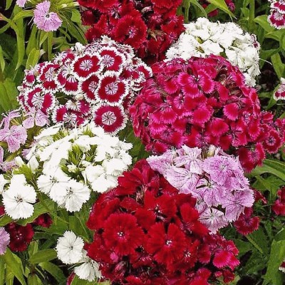 Aywal Dianthus Lemon Fizz Flower Seed(60 per packet)