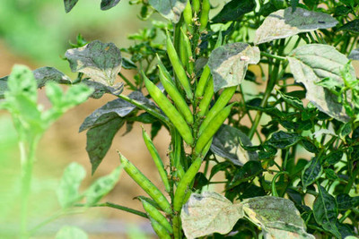 XOLDAA CLUSTER BEANS SEEDS Seed(25 per packet)