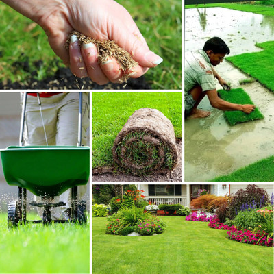 DEYS AGRO ™ lawn grass seeds for garden Seed(2500 per packet)