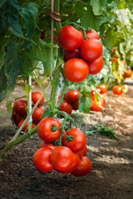 Greenery Live Seeds Hybrid Tomato Seed(200 per packet)