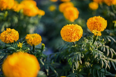 MOTREX marigold/gende ka phool flower seeds Seed(50 per packet)