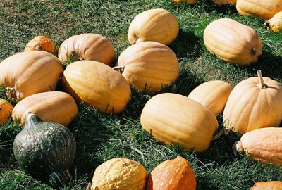 Qualtivate PUAS-2A Kentucky Field Pumpkins Butternut Winter Squash Seed(50 per packet)