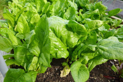 AFARTIOBINA 94 PCS SPINACH SEEDS-A02 Seed(94 per packet)