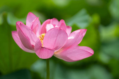 Pivotal Life lotus,kamal gatta Seed(10 per packet)