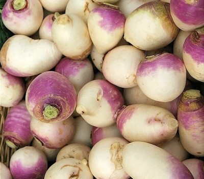 MYLAWN Organic Purple White Turnip/Shalgam/Shaljam Seed(1000 per packet)