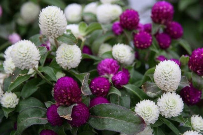 XOLDA Exotic gomphrena Seed(20 per packet)