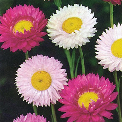 CYBEXIS Acroclinium Mix seeds Seed(1 g)