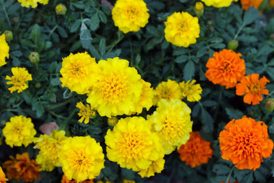 JOY SHREE marigold/gende ka phool flower seeds Seed(75 per packet)