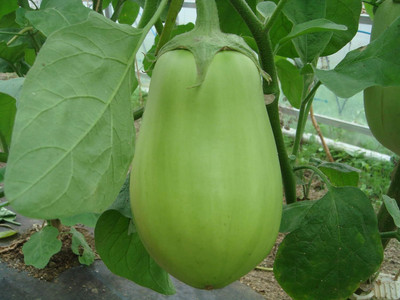 CRGO ™ AFC-425-Brinjal Green Round F1 Hybrid Seeds Seed(125 per packet)