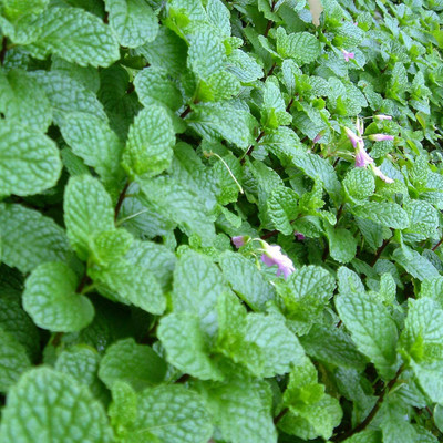 CYBEXIS Heirloom Spearmint Seeds Easy to Plant700 Seeds Seed(700 per packet)