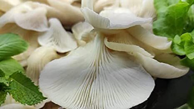 XOLDA Organic mushroom herb Seed(32 per packet)