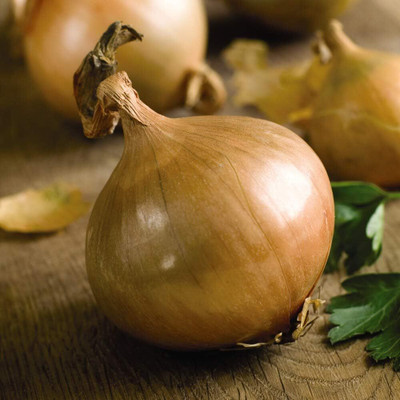 WILLVINE Onion Ailsa Craig Hardy Annual Giant Vegetable Easy to Grow-[5000 Seeds] Seed(5000 per packet)