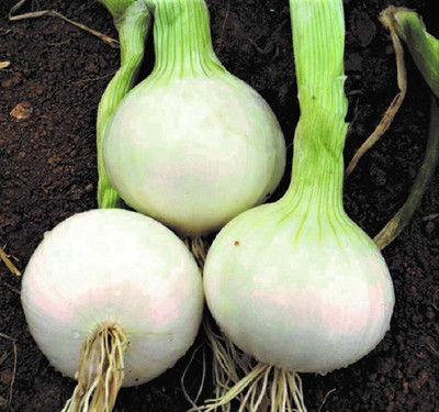 Qualtivate DXL-2AT Southport White Globe Onion Seeds Seed(500 per packet)