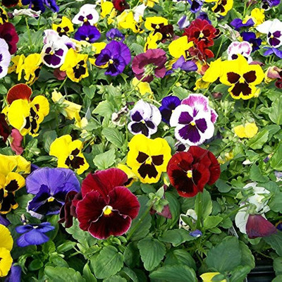 BDSresolve Pansy flower seeds for home garden/Pansy seed 38 Seed(38 per packet)
