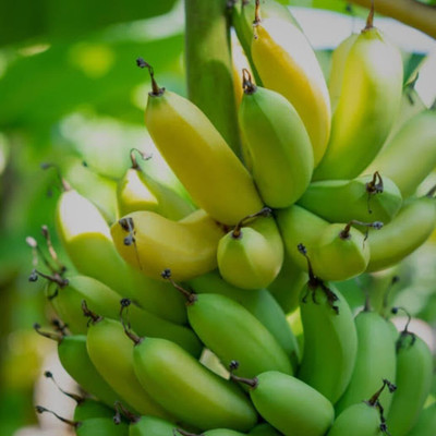 SHYAM Indian Desi Sweet BANANA Plant Seed(1 per packet)