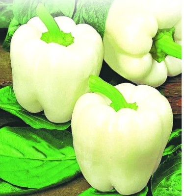 Qualtivate HUA-5A Capsicum White Ivory Seeds Seed(100 per packet)