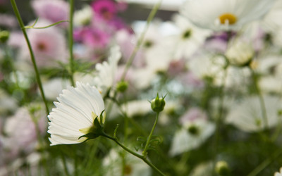 JAWKEY Cosmos bipinnatus ‘Cupcakes White’ Seed(20 per packet)