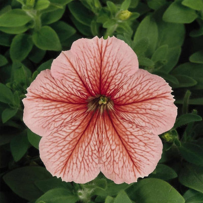 CYBEXIS Petunia - Madness Series Flower Garden Seed - Spring Color Blooms Seed(1 g)