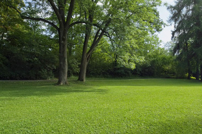 KNESSiN Bermuda Grass Seed(1000 per packet)