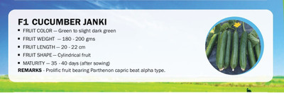 CYBEXIS F1 CUCUMBER JANKI(500 Seeds) Seed(500 per packet)