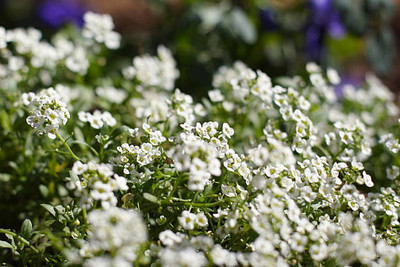 saheli gypsophila flower Seed(50 per packet)