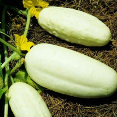 CYBEXIS Organic White Cucumber Seeds1000 Seeds Seed(1000 per packet)