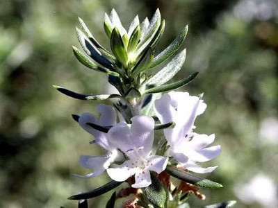 CYBEXIS NBIR-76 - Rosemary Rosmarinus officinalis - (2250 Seeds) Seed(2250 per packet)