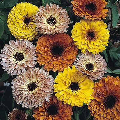 Aywal Orange English Marigold Calendula Seed(20 per packet)