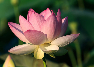 rsd enterprise lotus,kamal gatta Seed(11 per packet)