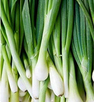 Qualtivate GBPT-5A Green Tokyo Bunching Onion Seeds Seed(500 per packet)