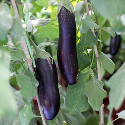 CYBEXIS Striaght Long Purple Brinjal Eggplant Seeds for Garden1200 Seeds Seed(1200 per packet)