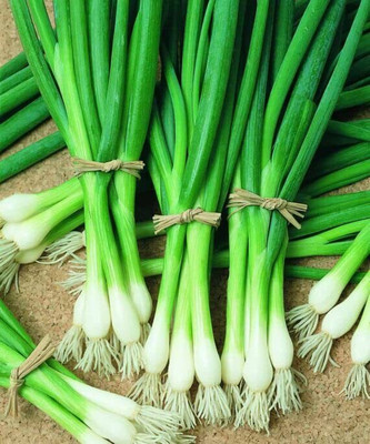 WILLVINE SCI -VI Bunching Onion Hybrid seeds [5g] Seed(3000 per packet)