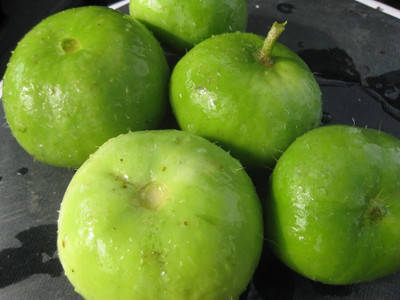 Quentova Org_160_Tinda/Apple Gourd Premium Quality Seeds Seed(100 per packet)