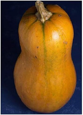 KNESSiN XI-67 Butternut Squash Seed(30 per packet)