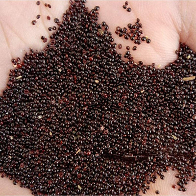 CYBEXIS Green Amaranth Seeds700 Seeds Seed(700 per packet)
