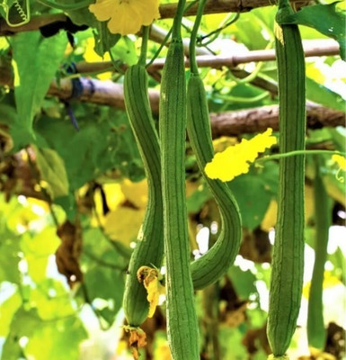 Quentova Sponge Gourd-VXI-6C Seed(50 per packet)