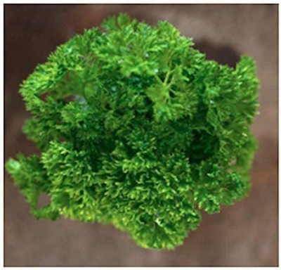 CYBEXIS XLR-91 - Parsley Triple Curled (Green) - (750 Seeds) Seed(750 per packet)