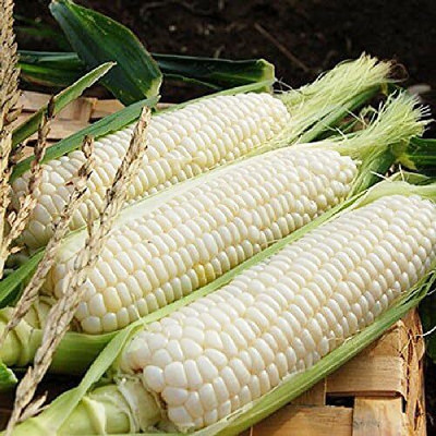 Qualtivate PUA-8A White Corn Heirloom Seed(400 per packet)