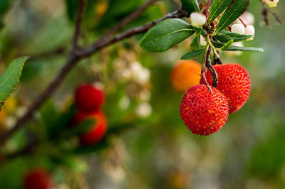 MAA LITCHI,LICHEE,LYCHEE Seed(11 per packet)