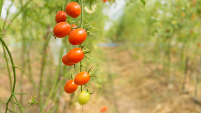 ratana halder tomato Seed(150 per packet)