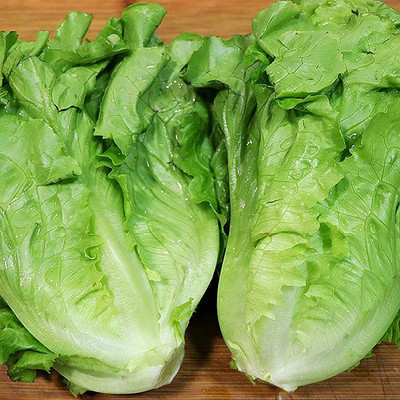 CYBEXIS Easy to Manage Thick Leaf Lettuce Seeds4000 Seeds Seed(4000 per packet)