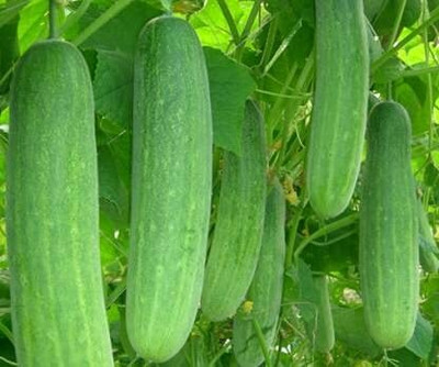 TRICONE Hybrid crisp cucumber organic khira vegetable 60 beej ccs332 Seed(60 per packet)