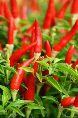 ibains Red chilli seeds Seed(250 per packet)