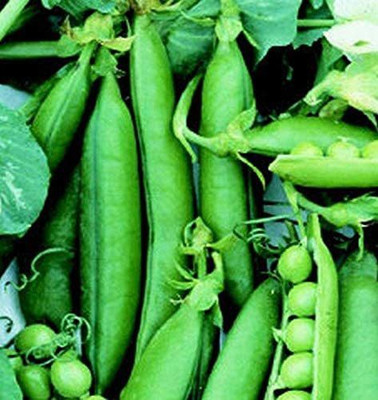 VibeX ® RXI-271 Garden Pea Seeds 'Wando' Seed(50 per packet)