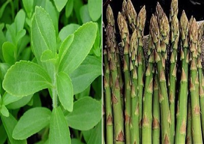 CYBEXIS Stevia Sweet Leaves and Asparagus Mary Washington Seeds Seed(10 g)